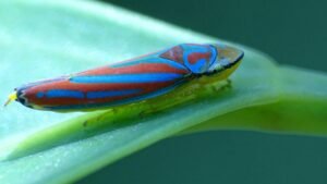 Zooplia