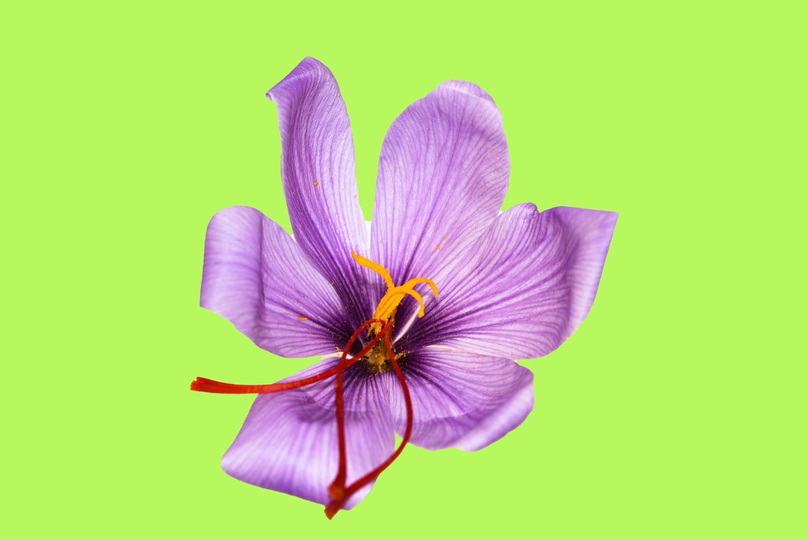 saffron health partnership biggleswade